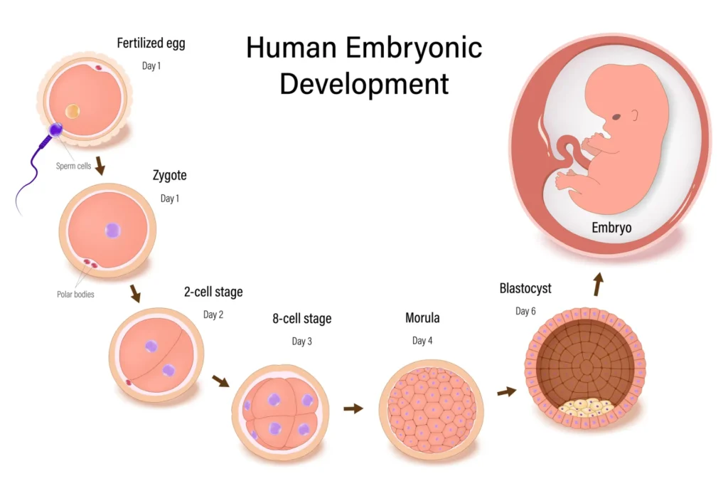 Human embryonic development stages during IVF treatment